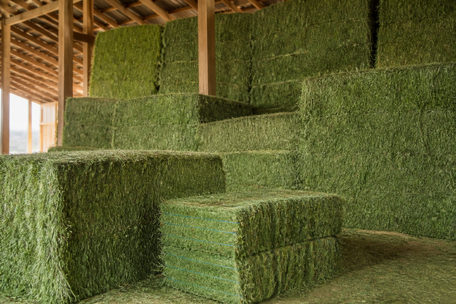 Barn-stored alfalfa hay bales stacked under cover
