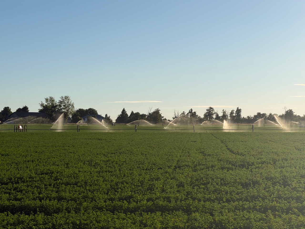 Sprinklers watering a green Royer Ranch alfalfa field in Eastern Oregon