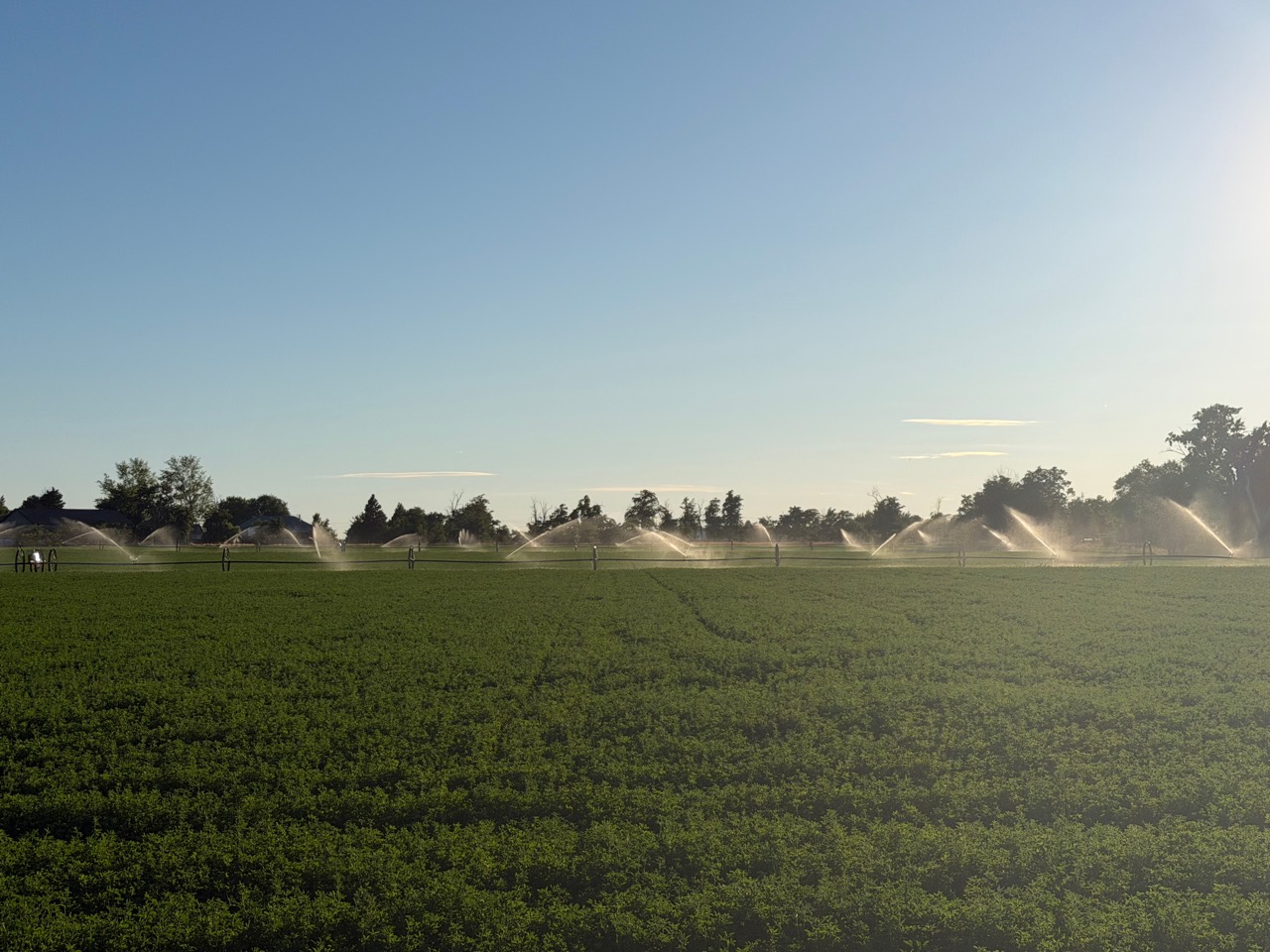 Irrigated Royer Ranch alfalfa field near Hermiston, Oregon with sprinklers running